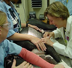 Veterinarian: Professional who treats disease, disorder, and injury in animals