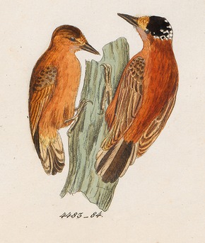 Bildebeskrivelse Picumnus cinnamomeus - 1820-1863 - Trykk - Iconographia Zoologica - Spesielle samlinger University of Amsterdam - UBA01 IZ18700019 (beskåret) .tif.