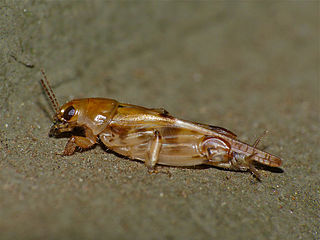 Tridactylidea Order of grasshoppers