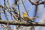 Thumbnail for File:Pine Warbler (13975076984).jpg