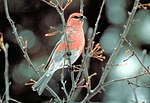 Thumbnail for File:Pine grosbeak.jpg