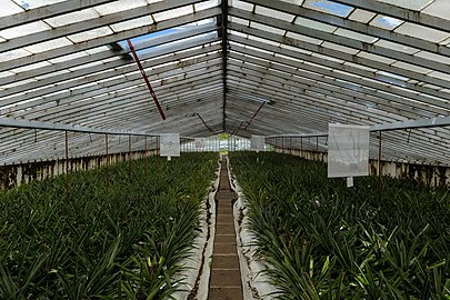 Pineapple greenhouse, Ananás Santo António, Ponta Delgada , São Miguel Island, Azores, Portugal