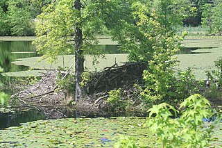 <span class="mw-page-title-main">Piney Orchard Nature Preserve</span> Protected area in Maryland