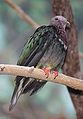 Pink-headed Fruit Dove