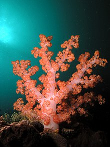 Photo of pink branching coral