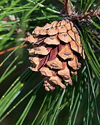 Pinus henryi (39046400942).jpg