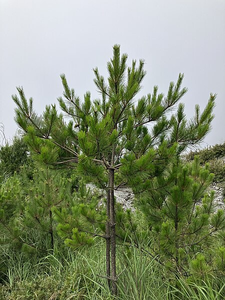 File:Pinus taiwanensis, Yakou, Taitung, Taiwan 01.jpg