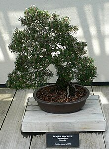 Сорт 2: Pinus thunbergii 'Kotobuki'