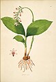 Geodorum densiflorum vol. 1 plate 40 in: William Roxburgh: Plants of the coast of Coromandel (1795)