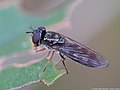 Platycheirus ambiguus (Fallén, 1817)