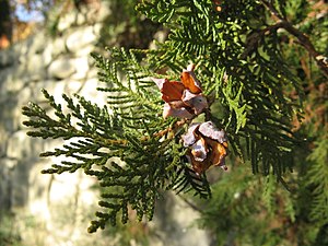 Platycladus Orientalis: Descripción, Distribución, Etimología