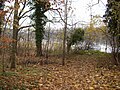 Forest of deciduous trees at the bank of the lake