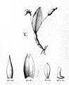 Pleurothallopsis nemorosa (as syn. Pleurothallis sylvatica) plate 94, fig. V in: Alfred Cogniaux: Flora Brasiliensis vol. 3 pt. 4 (1893-1896) (Detail)