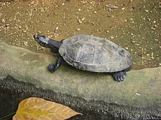 Podocnemis unifilis in Zoo Krefeld (2) .JPG