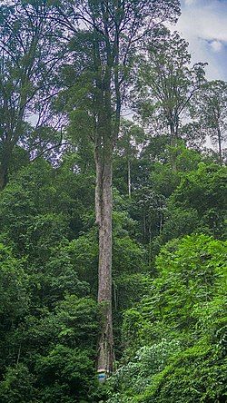 Pohon barus yang tumbuh di Taman Hutan Raya Lae Kombih, Jontor