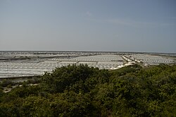 Marais salants à Point Calimere Wildlife Sanctuary