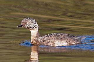 <span class="mw-page-title-main">Hoary-headed grebe</span> Species of bird