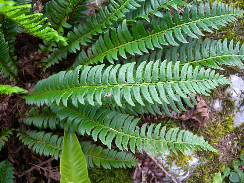 File:Polystichum lonchitis BOGA 2.jpg