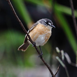 Grey-backed tachuri Species of bird