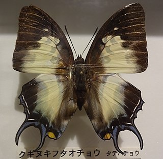 <i>Polyura dehanii</i> Species of butterfly