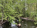* Предлог Pond at Lake Meridian Park in Kent, Washington --Roc0ast3r 06:05, 23 May 2024 (UTC) * Поддршка  Support Good quality. --C messier 19:28, 30 May 2024 (UTC)