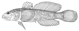 Ponticola cyrius