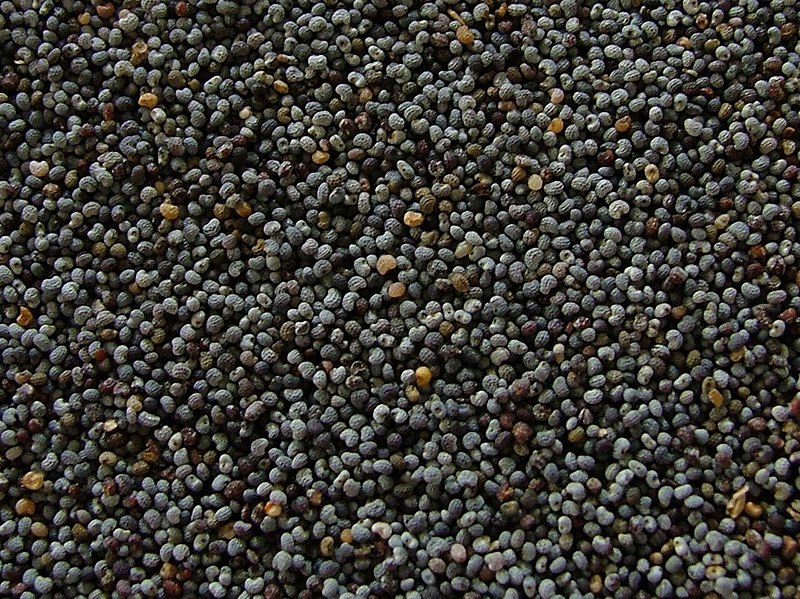 Poppy seed Wikipedia