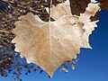 Thumbnail for File:Populus deltoides - eastern cottonwood - Flickr - Matt Lavin (2).jpg