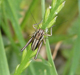 <i>Pterolepis</i> (bush cricket) Genus of cricket-like animals