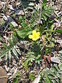 Potentilla anserina