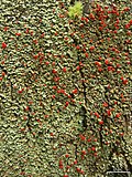 Thumbnail for Cladonia incrassata