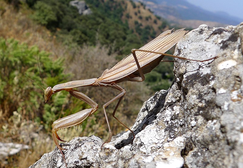 Image da Ordem Mantodea