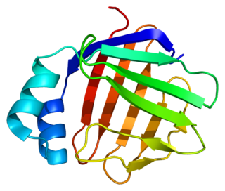 FABP6 mammalian protein found in Homo sapiens