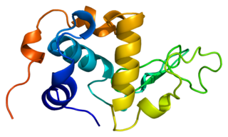 <span class="mw-page-title-main">Alpha-lactalbumin</span> Protein regulating lactose production