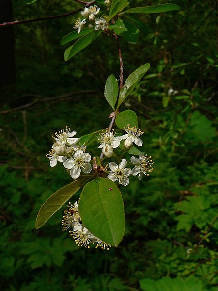 Prunus_emarginata