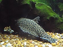 Pseudacanthicus leopardus.JPG