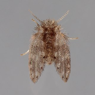 <i>Psychoda alternata</i> Species of moth fly, the drain fly