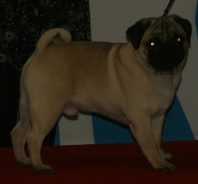 File:Pug-fawn.jpg