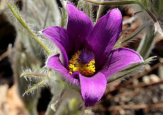 <i>Anemone halleri</i> Species of flowering plant in the buttercup family Ranunculaceae