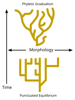 Phylogenesis biological process in which taxon appears