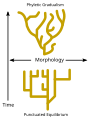 Image 22Phyletic gradualism, above, consists of relatively slow change over geological time. Punctuated equilibrium, bottom, consists of morphological stability and rare, relatively rapid bursts of evolutionary change. (from Speciation)