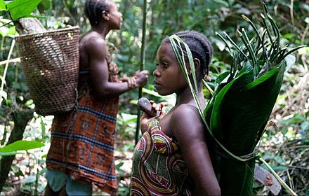 Pygmy hunter-gatherers in the Congo Basin
