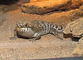 Pygmy Spiny Tailed Skink