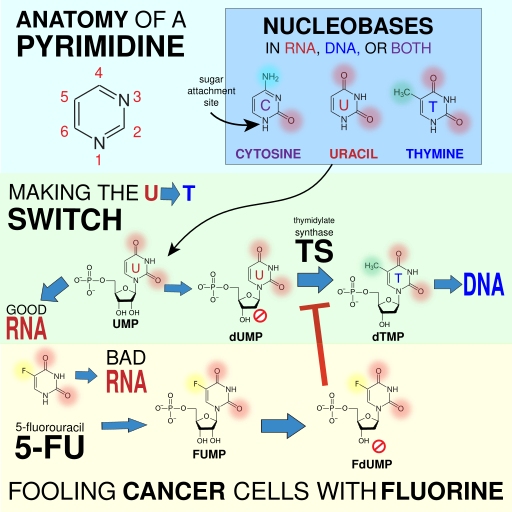 File:Pyrimidine biochemistry.svg