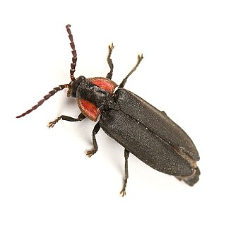 <i>Pyropyga nigricans</i> Species of beetle