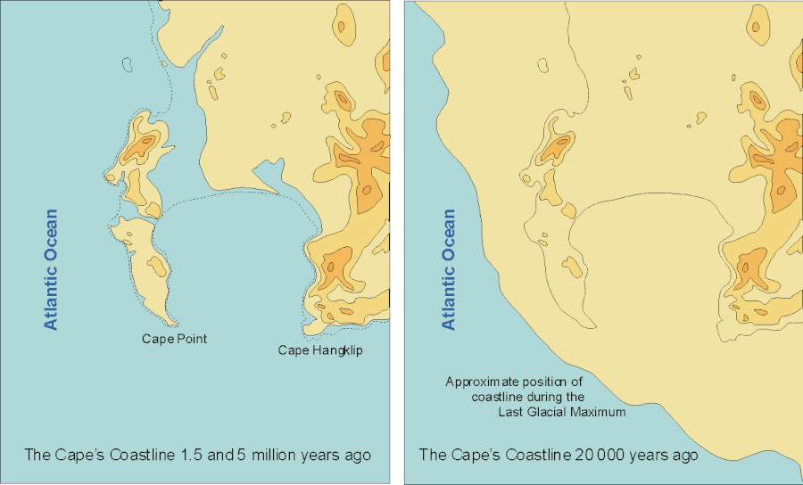 The Cape Peninsula shoreline in the case of (left) a 25m higher sea level that occurred around 5 and 1.5 million years ago, and (right) a 125m lower sea level at the time of maximum ice build-up during cold periods – the most recent being 20 000 years ago (after John S. Compton 2004)