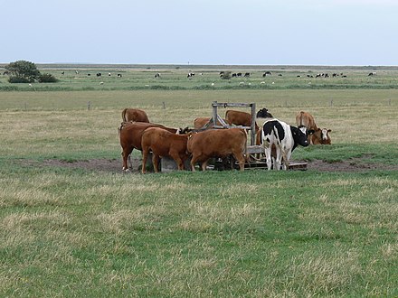 Pasture grazing cattle (Rømø)