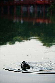 Rùa Hồ Gươm.jpg