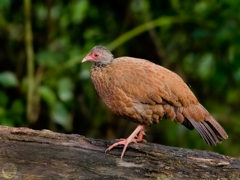 File:RED SPURFOWL NHOLE.png