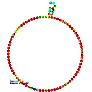 <span class="mw-page-title-main">Small nucleolar RNA Me28S-Gm1083</span>